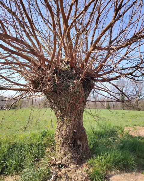 Gelso di Via Monte Cervino