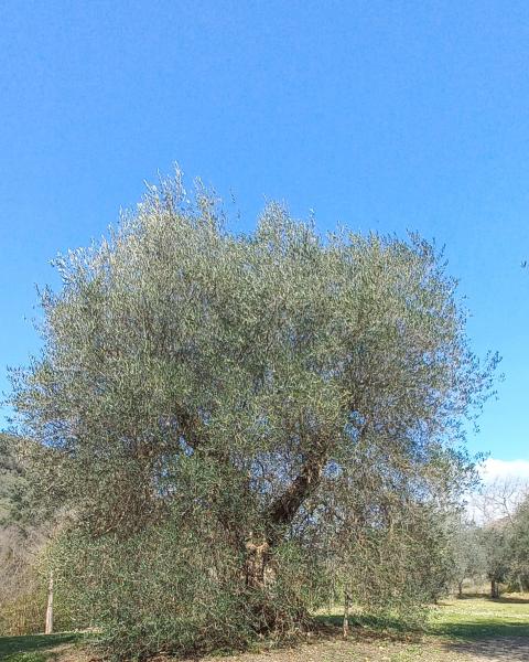 Olivo ingresso abbazia sant'Antimo