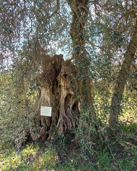 Olivo parcheggio abbazia S. Antimo