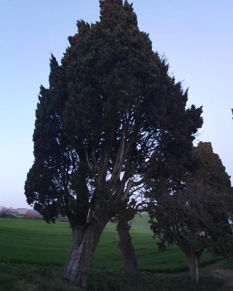 Fotografia di Sauro Bigelli del 24/03/2026