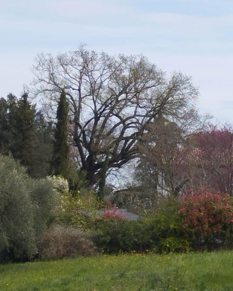 Quercia di Dorgagnano #2
