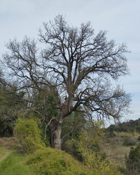 Quercia di Cà Rossa