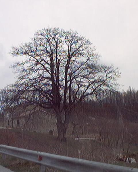 La grande quercia di Campo lungo a Carovilli