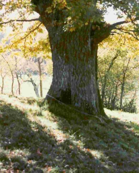 Particolare del tronco