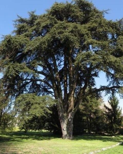Cedro di Villa Lomellini