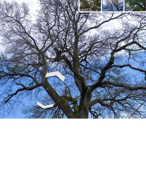 Il Frassino maggiore della Stazione ferroviaria