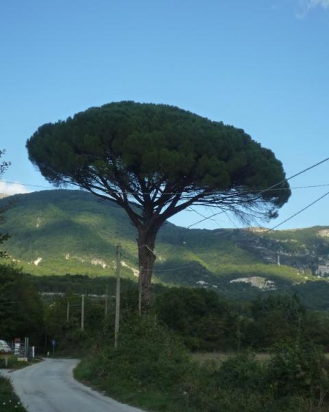 Il grande Pino alle Piane di Isernia