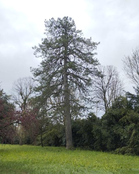 Pino laricio di Villa Paolucci