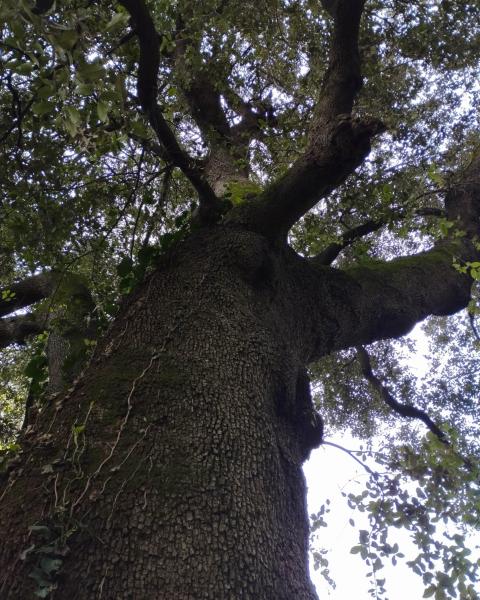 Leccio di Villa Paolucci