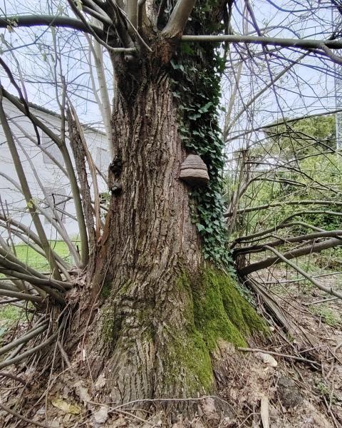 Tiglio grosso di Villa Paolucci