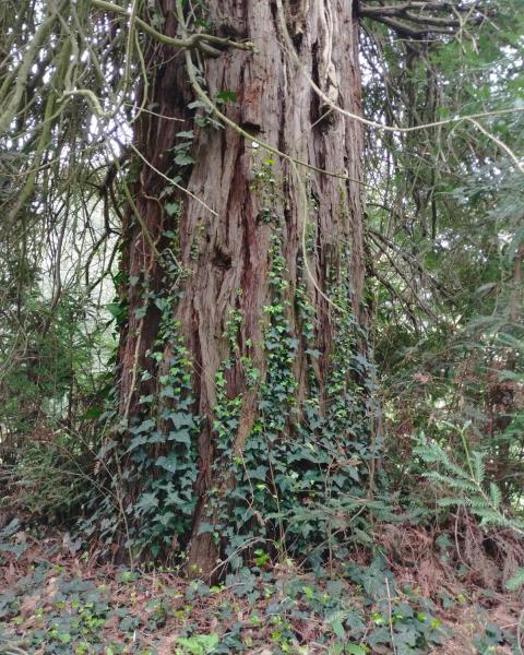 Sequoia n. 2 di Villa Paolucci