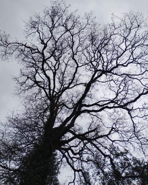 Roverella di Villa Paolucci