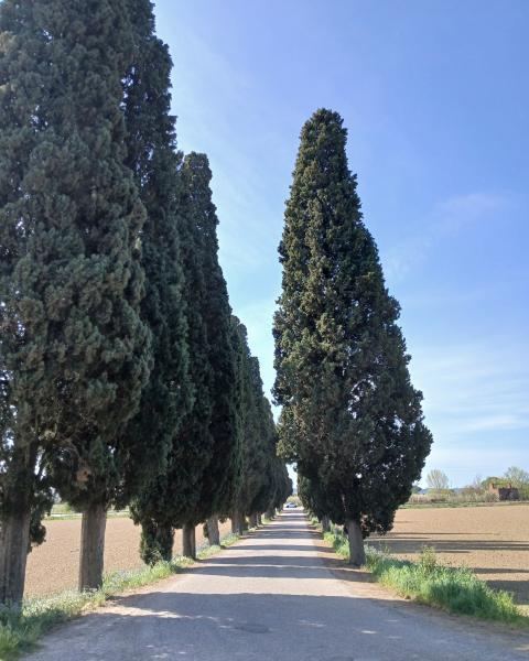 Il viale di Cipressi di Petroio