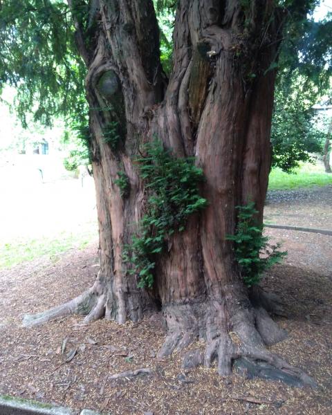 Tasso del Parco De Marchi