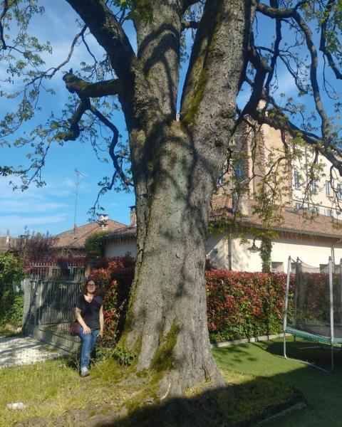 Ippocastano di Palazzo Archinto