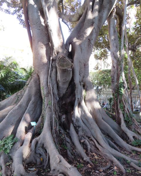 Ficus di Villa Zirio - 2