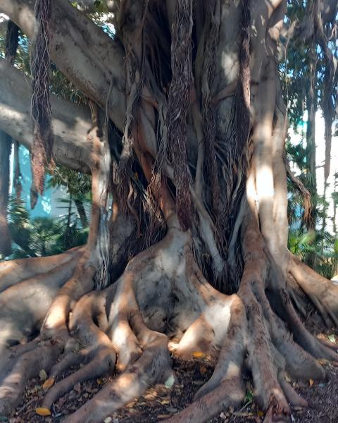 Ficus della Foce 1