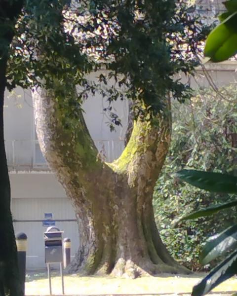 Platano di Villa Gallia