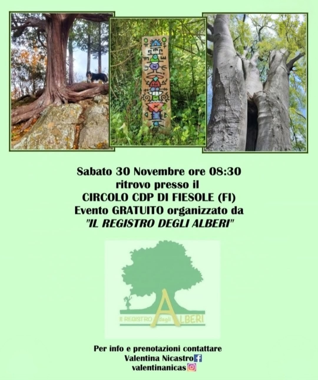 Alberi monumentali  e arte a Fiesole 