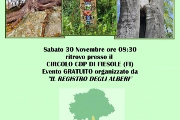 Alberi monumentali  e arte a Fiesole 