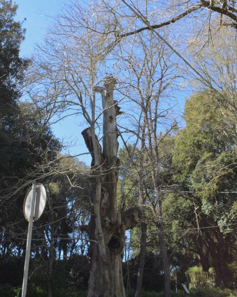 Castagno