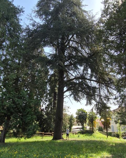Cedro di Villa Olga