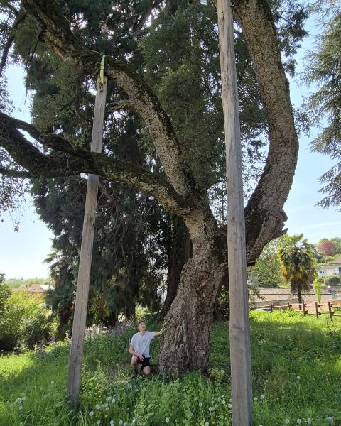 Sughera di Villa Olga