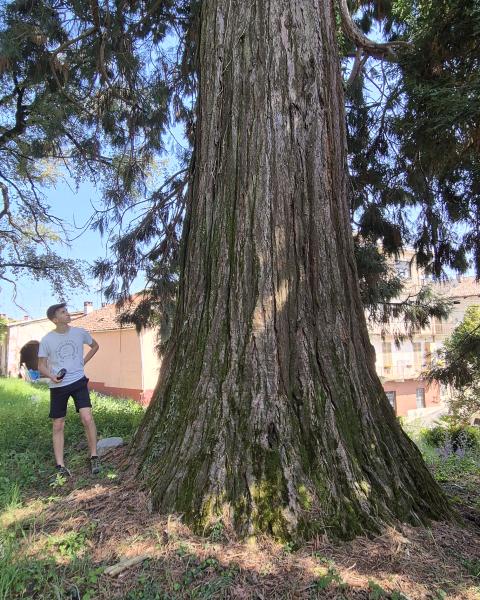 Sequoia gigante del Parco di Villa Olga