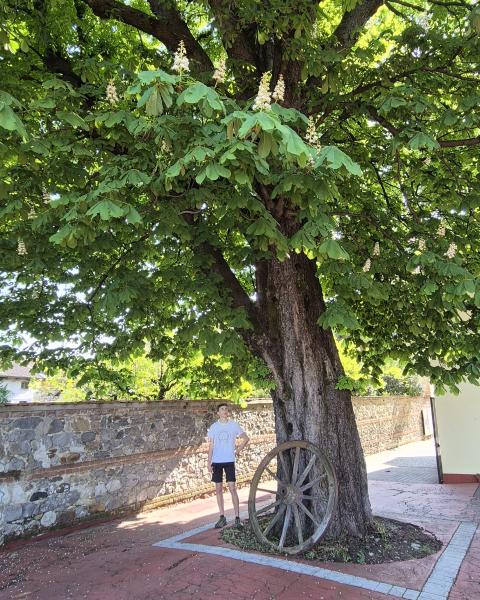 La ruota alla base del tronco testimonia la presenza di una fabbrica proprio di ruote di carro nell'edificio adiacente, prima che diventasse un cinema