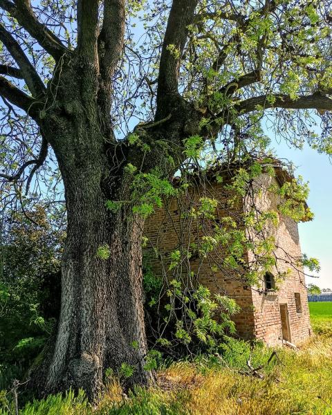 Olmo di Stuffione