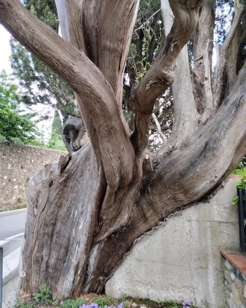 Cipresso di Sant'Andrea