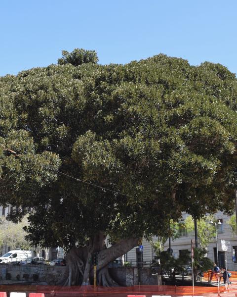 Ficus della Baia di Moreton