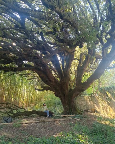 Lecci di Villa Martelli