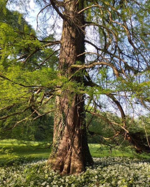 Tassodio grande di Villa Sommi Picenardi