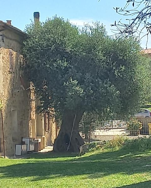 Olivo della chiesa Santissima Annunziata