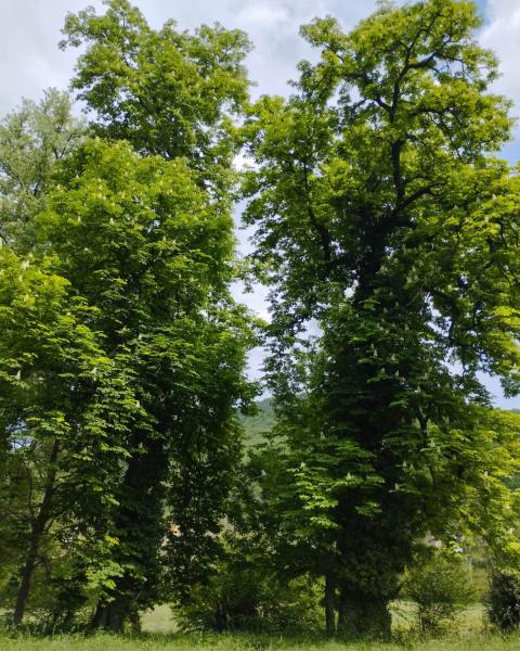 Ippocastani di Villa Fenaroli
