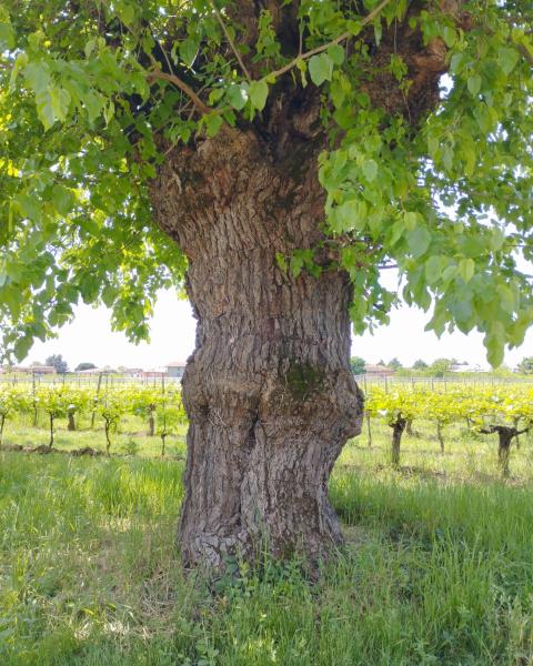 Il Gelso alberodonte