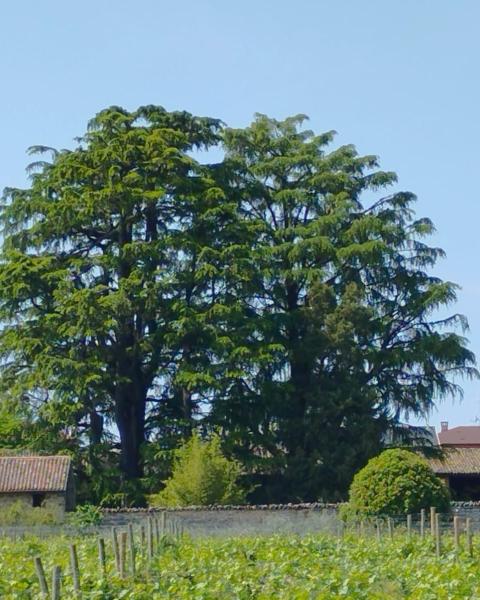 I Cedri di Villa Masperoni