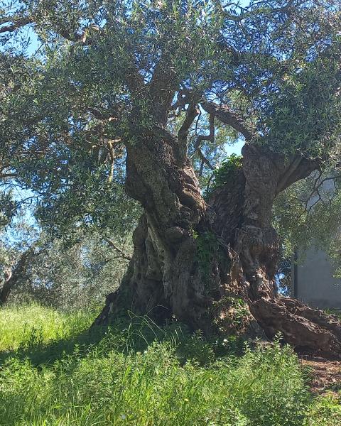 L'olivo degli Etruschi