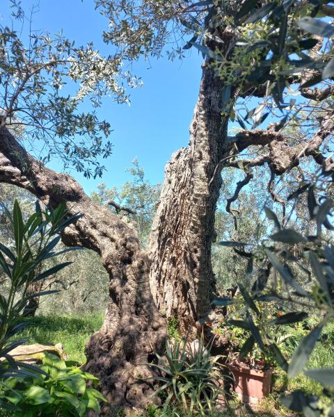 L'olivo degli Etruschi 2