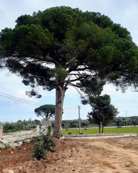 Foto di Mino Lippolis