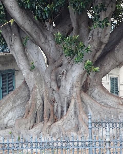 Ficus grande Salita Gino Zani