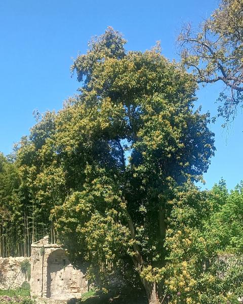 Avocado dell'oasi di Ninfa