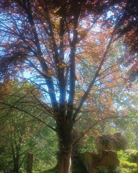 Faggio rosso dell'oasi di Ninfa