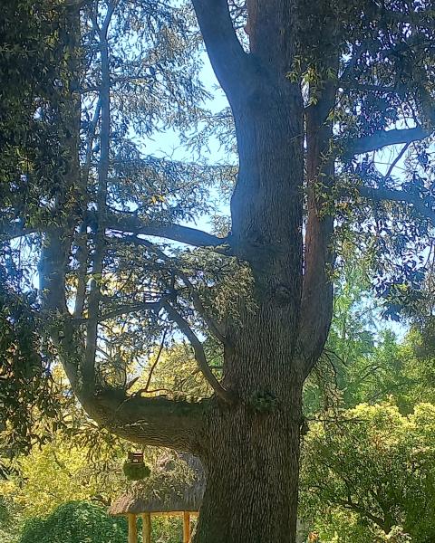 Cedro dell'oasi di Ninfa
