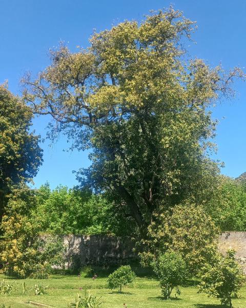 Avocado maggiore dell'oasi di Ninfa