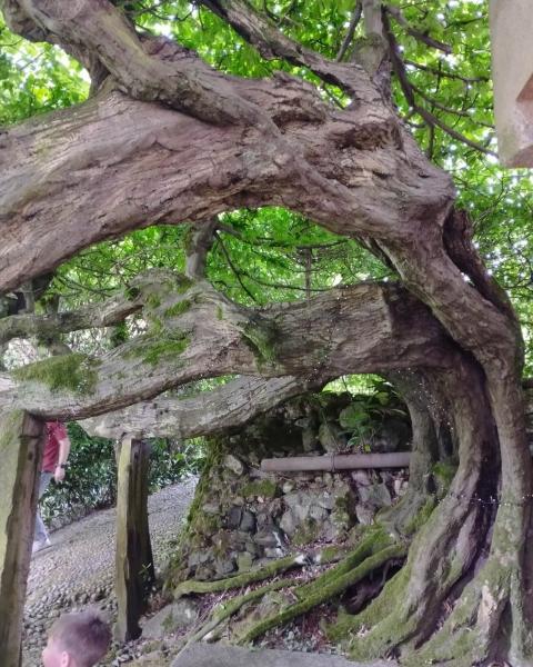 La Carpinata ad onda