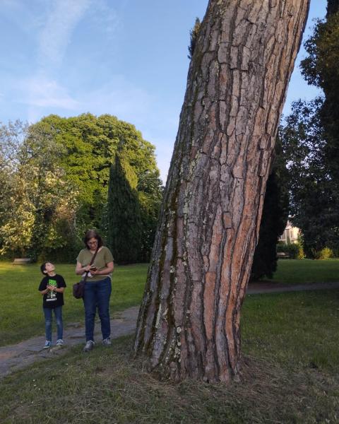 Pino del Parco Belgiojoso