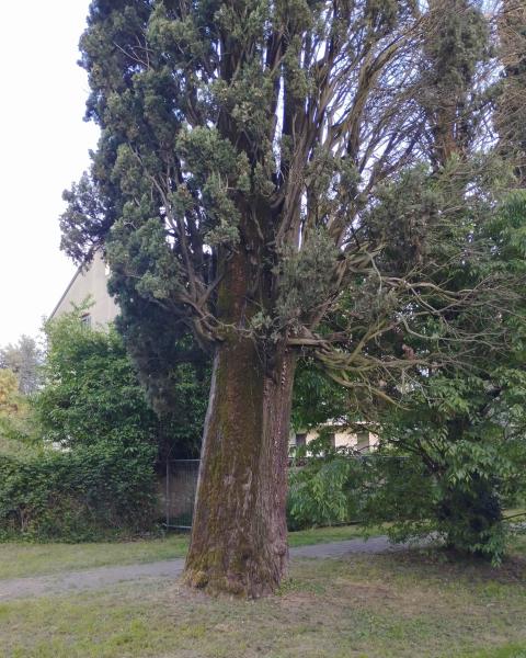 Cipresso Alfiere