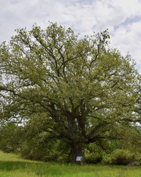 Roverella